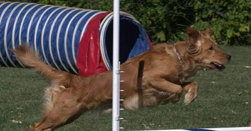 Dog Agility Trials